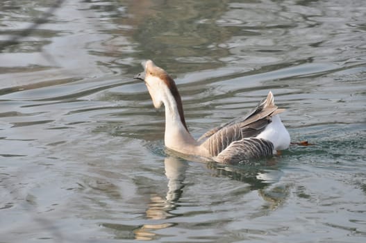 Duck bird scientific name Animalia Chordata Aves Anseriformes Anatidae