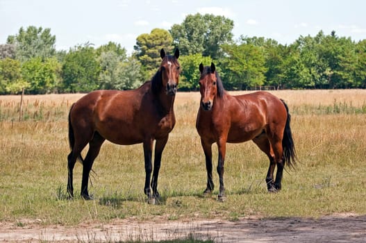 Image of two horses looking at the camera.