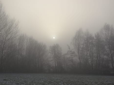 Floodplain Fog Landscape