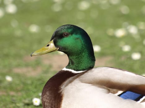 Mallard drake