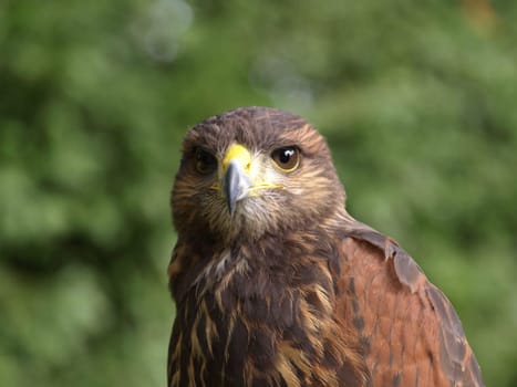 Desert Buzzard
