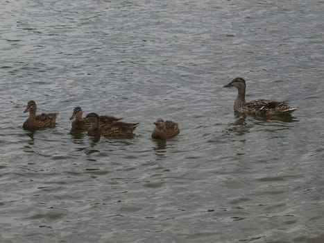 Mallards