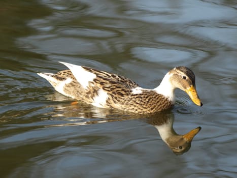 Duck