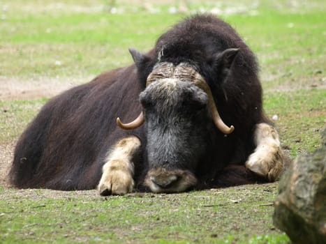 Musk ox