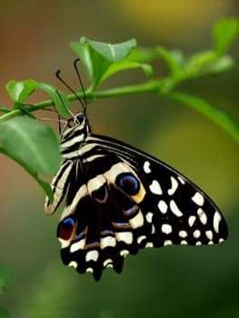 Citrus Butterfly