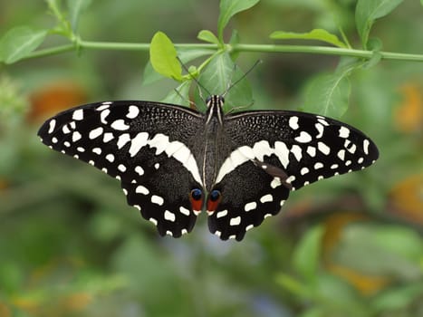 Citrus Butterfly