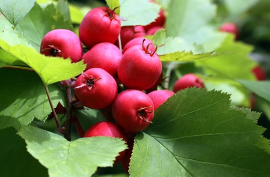 Service tree [Sorbus torminalis]