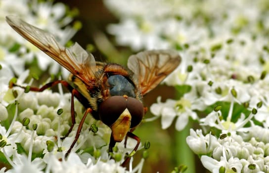 Volucella zonaria