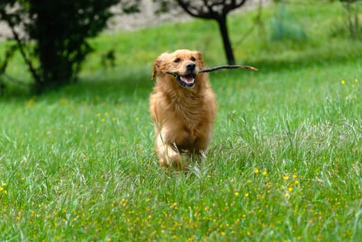 golden retriever while running on the grass with a stick in the mouth