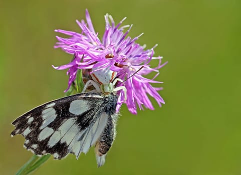 Variable crab spider (Misumena vatia) preys on checkerboard butterflies (Melanargia galathea)