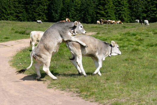 calves intent on mating game in South Tyrol