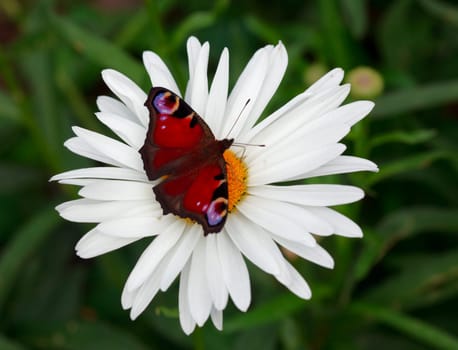 Palin eyes (Inachis io amphiesmenoptera) butterfly at the chamomile flower.
