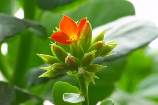 Flower of red kalanchoe