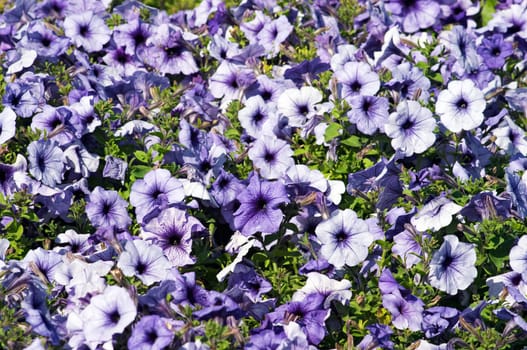 Colourful flower background. Petunias flowerbed