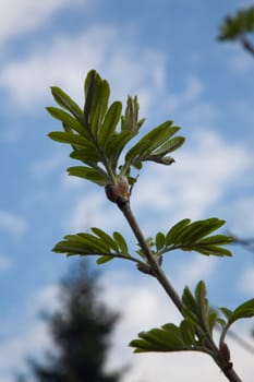Buds of rowan (mountain ash). Novosibirsk, park in the city-centre, april 2007