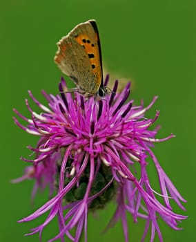 Small copper