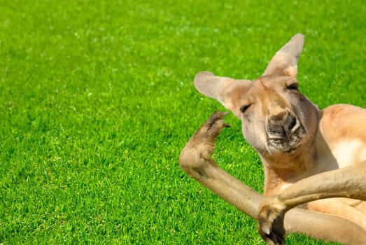 Red giant kangaroo lying on green grass and looking amusingly at camera