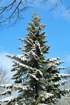 Snowy large conifer tree against beautiful blue sky