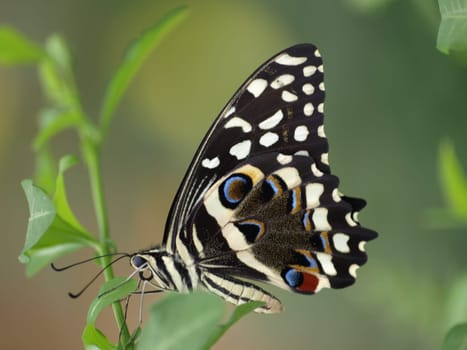 Citrus Butterfly