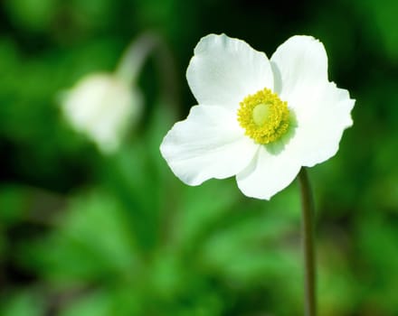 Autumn Anemone