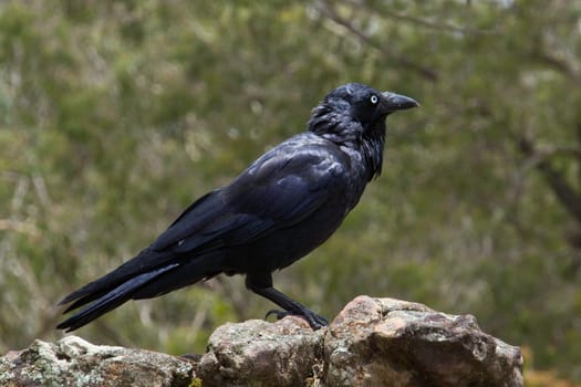 Australian Raven