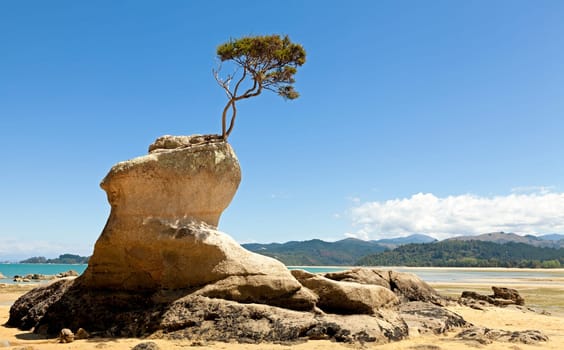 Tree growing out of the rock on the shore of Tasman Bay in New Zealand