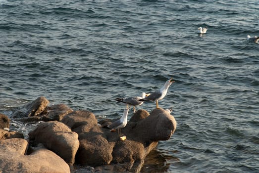 seagulls screaming from a rock of La Maddalena island  in Sardinia