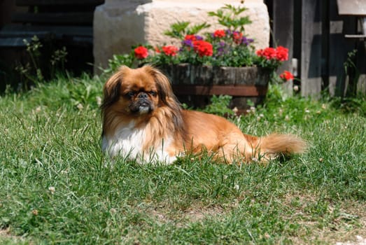 Pekinese dog lying on the lawn