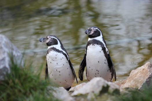 Two Humboldt penguins at Sababurg Zoo