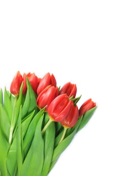 Fresh bouquet of tulips against white background