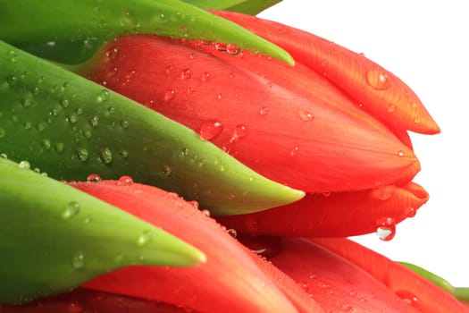 Close-up of a fresh tulip blossom with drops of water