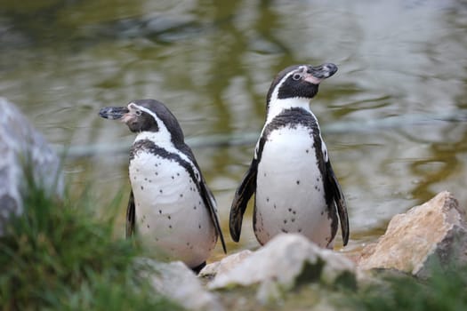 Two Humboldt penguins at Sababurg Zoo