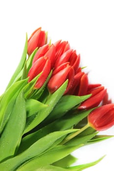 Fresh bouquet of tulips covered with drops of water