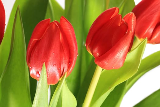 Fresh bouquet of tulips covered with drops of water