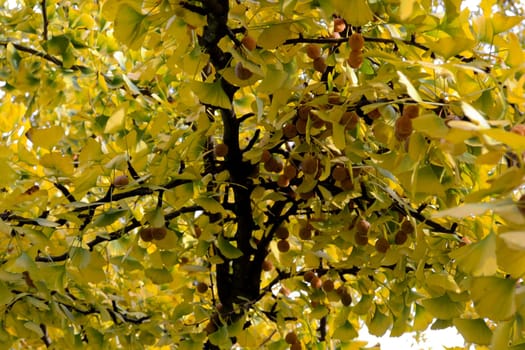 Female fruits of a Ginkgo biloba