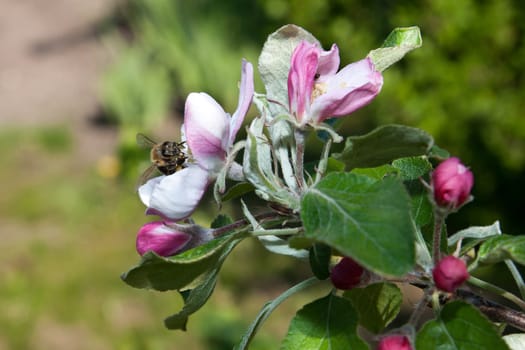 Bee getting nectar from the apple tree blossom