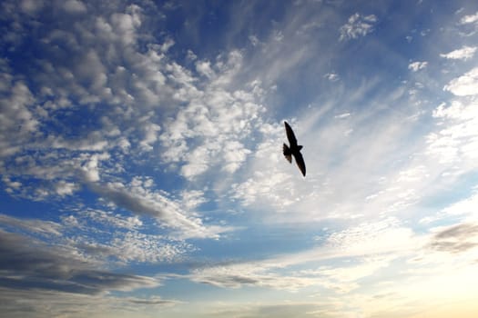 Bird and beautiful cloudy sky