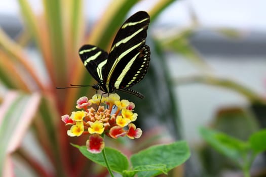 Beautiful butterfly close up on flower