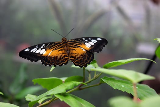 Beautiful butterfly close up on leaf