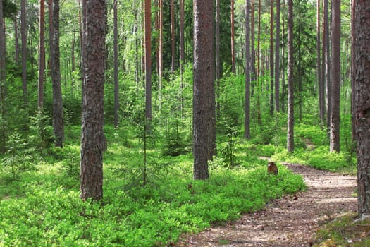 Forest landscape with a path