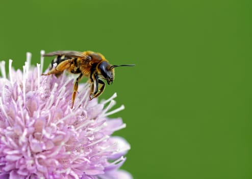 Lasioglossum xanthopus
