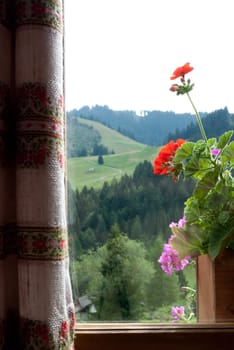 geraniums on the window with meadows in Switzerland