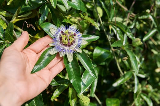 Passiflora blue plant, flowers close-up, decorative landscaping of flower beds of gardens of parks