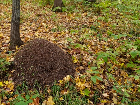 A large anthill in the autumn forest. High quality photo
