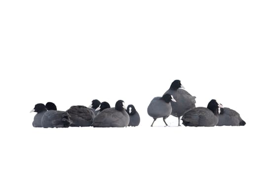 coots sit in a flock on the snow basking on a winter day, м
