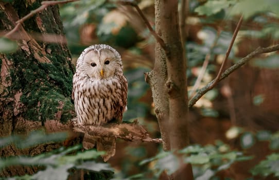 Beautiful Ural Owl, Strix uralensis, sitting on tree branch, in green leaves oak forest, Wildlife scene from nature. Habitat with wild bird