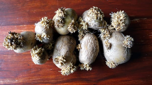 Some old, wrinkled potatoes on the wooden table that are sprouting.