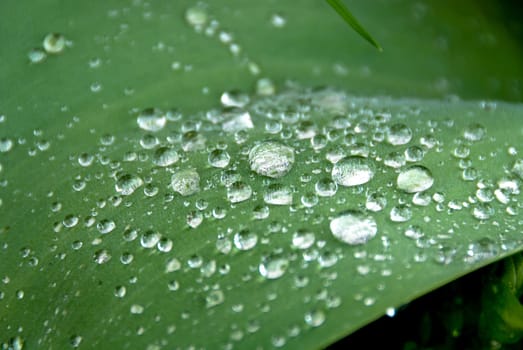dew drops on green leaf