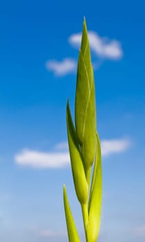 Green plant in front of blue sky
