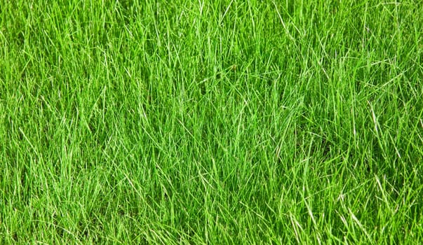 Young Green Grass Background